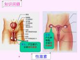 人教版七下生物 6.4激素调节 课件