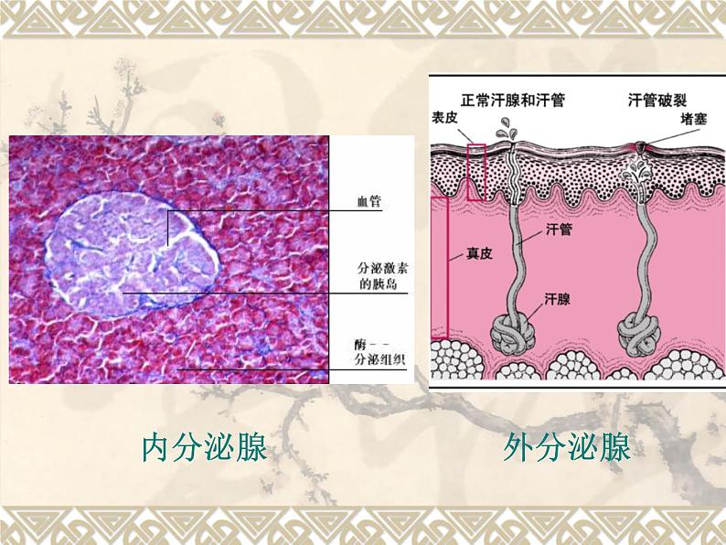 人教版七下生物 6.4激素调节 课件第4页