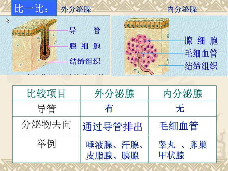 人教版七下生物 6.4激素调节 课件第5页