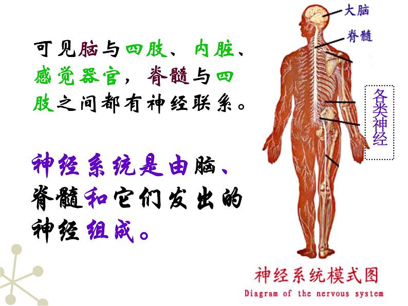 人教版七下生物 6.2神经系统的组成 课件第7页