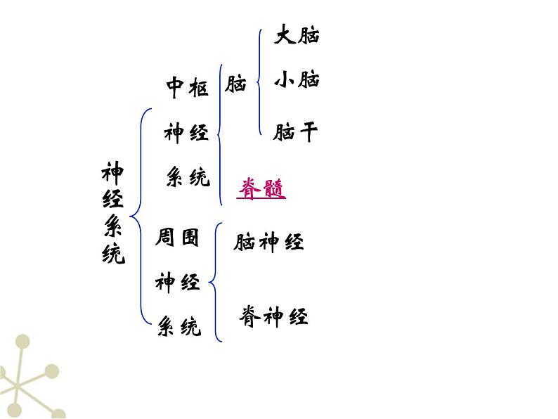 人教版七下生物 6.2神经系统的组成 课件第8页