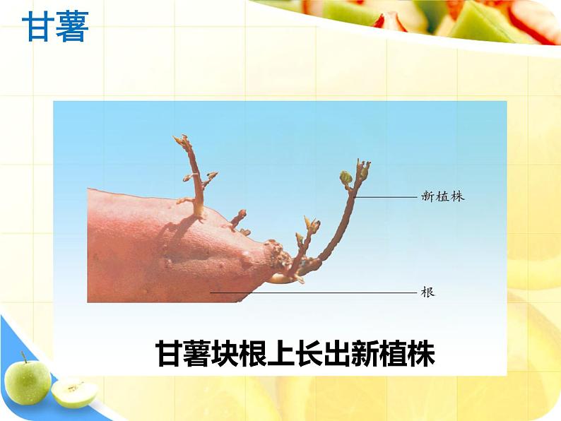 冀教版八下生物 6.1.1被子植物的生殖 课件05