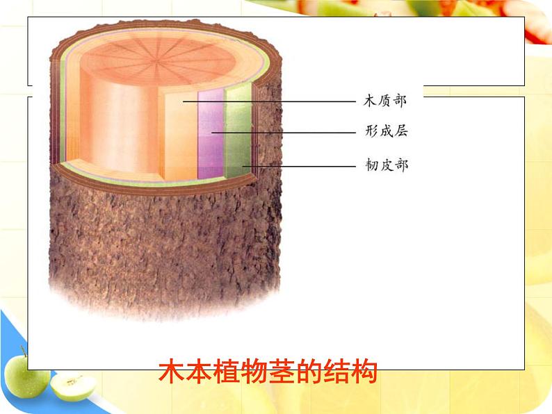 冀教版八下生物 6.1.1被子植物的生殖 课件08