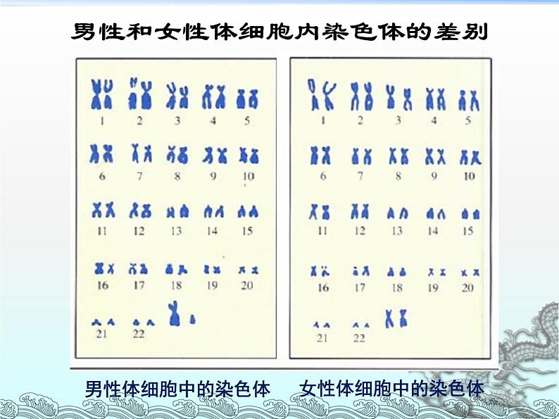 冀教版八下生物 6.2.1遗传 课件第3页