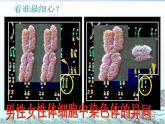 冀教版八下生物 6.2.1遗传 课件