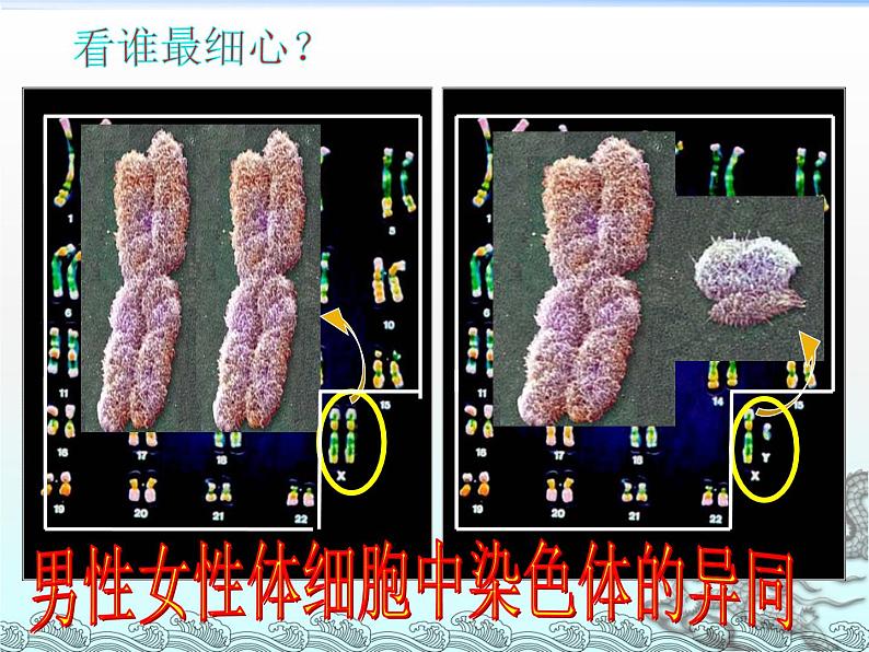 冀教版八下生物 6.2.1遗传 课件第4页