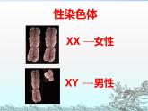 冀教版八下生物 6.2.1遗传 课件