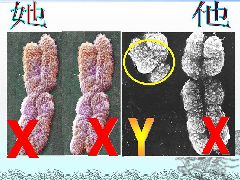 冀教版八下生物 6.2.1遗传 课件第6页