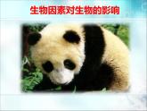 冀教版八下生物 7.1.1環(huán)境對(duì)生物的影響 課件
