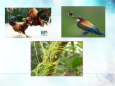 冀教版八下生物 7.1.1環(huán)境對(duì)生物的影響 課件