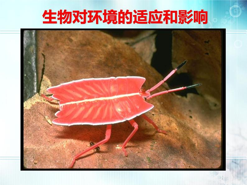 冀教版八下生物 7.1.2生物对环境的适应和影响 课件01