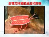 冀教版八下生物 7.1.2生物对环境的适应和影响 课件