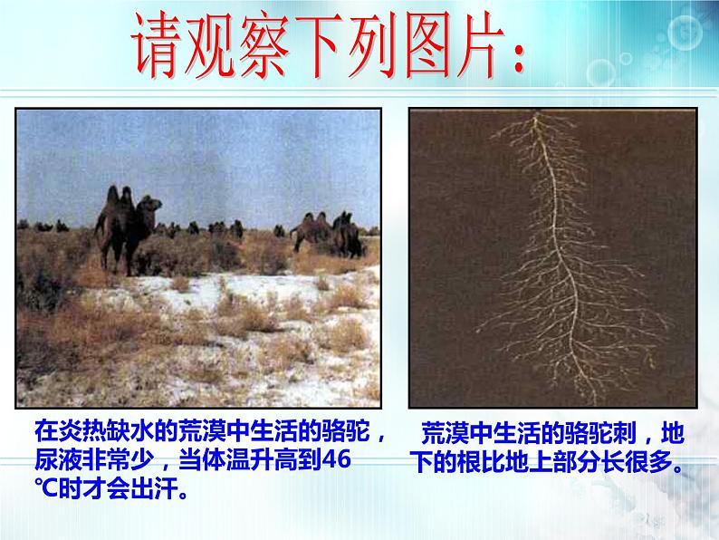 冀教版八下生物 7.1.2生物对环境的适应和影响 课件02