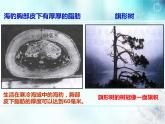 冀教版八下生物 7.1.2生物对环境的适应和影响 课件