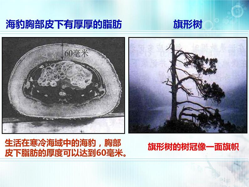 冀教版八下生物 7.1.2生物对环境的适应和影响 课件03