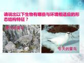 冀教版八下生物 7.1.2生物对环境的适应和影响 课件