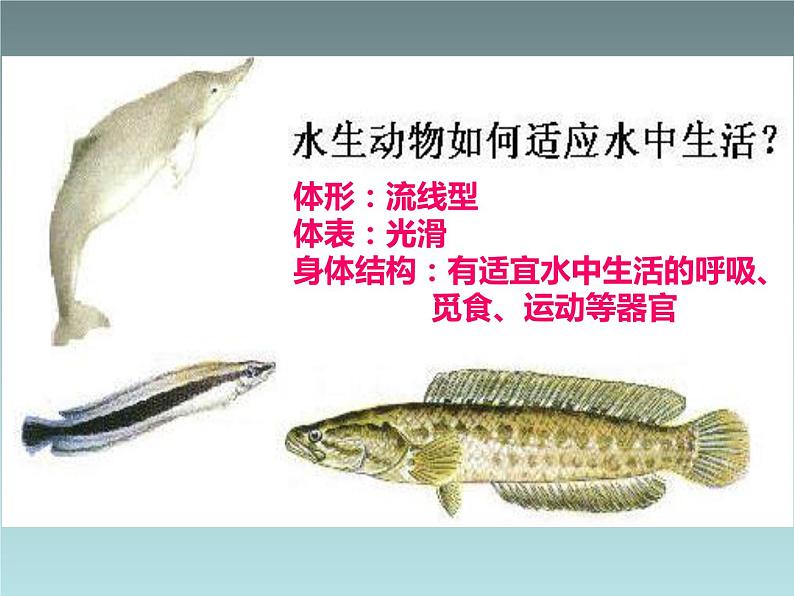 冀教版八下生物 7.1.2生物对环境的适应和影响 课件08