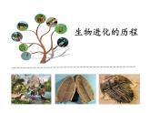 冀教版八下生物 6.3.2生物的进化 课件