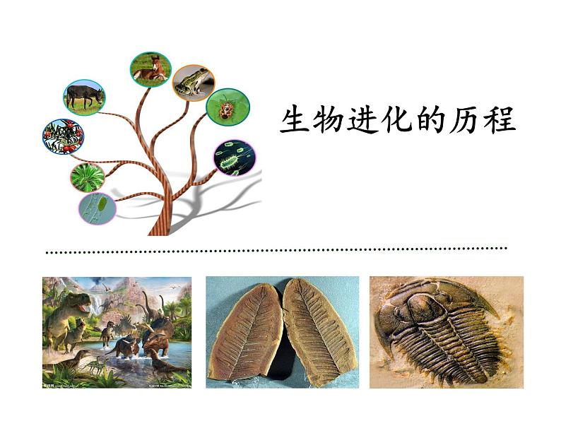 冀教版八下生物 6.3.2生物的进化 课件第1页