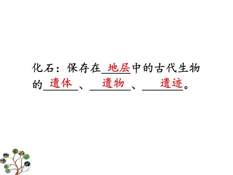 冀教版八下生物 6.3.2生物的进化 课件第5页