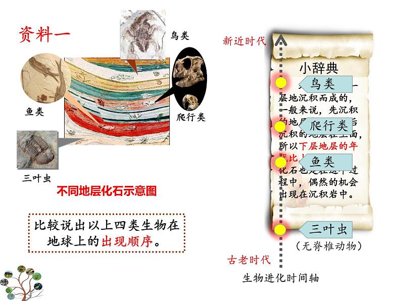 冀教版八下生物 6.3.2生物的进化 课件第6页