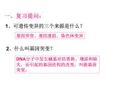 冀教版八下生物 6.2.3遗传病与优生 课件