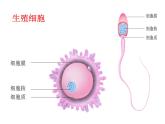 冀教版八下生物 6.1.3人的生殖和胚胎发育 课件