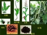 北师大版八下生物 22.1生物的分类 课件