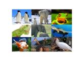 北师大版八下生物 21.2生物的进化 课件