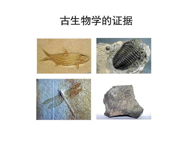 北师大版八下生物 21.2生物的进化 课件第3页