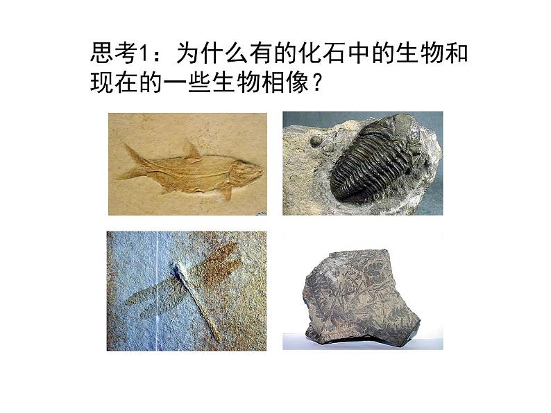 北师大版八下生物 21.2生物的进化 课件第4页