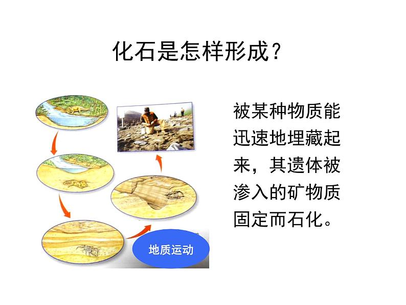 北师大版八下生物 21.2生物的进化 课件第6页