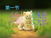 北师大版八下生物 22.4动物的主要类群 课件
