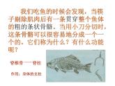 北师大版八下生物 22.4动物的主要类群 课件