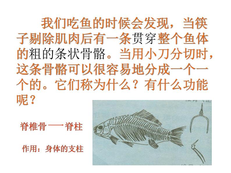 北师大版八下生物 22.4动物的主要类群 课件05