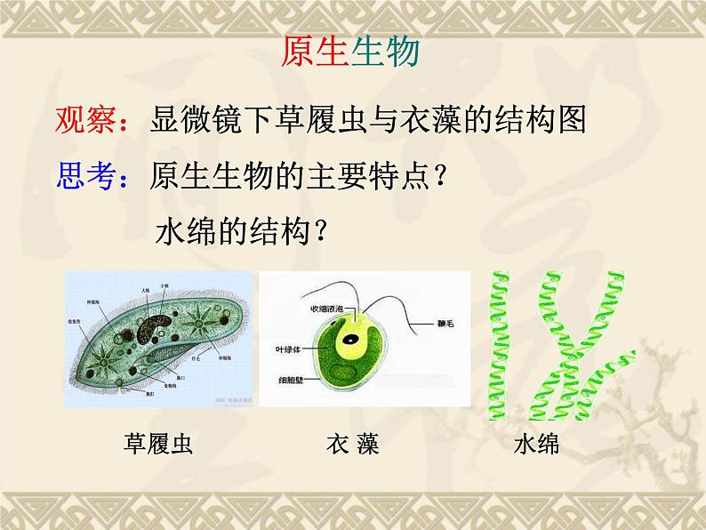 北师大版八下生物 22.2原生生物的主要类群 课件03