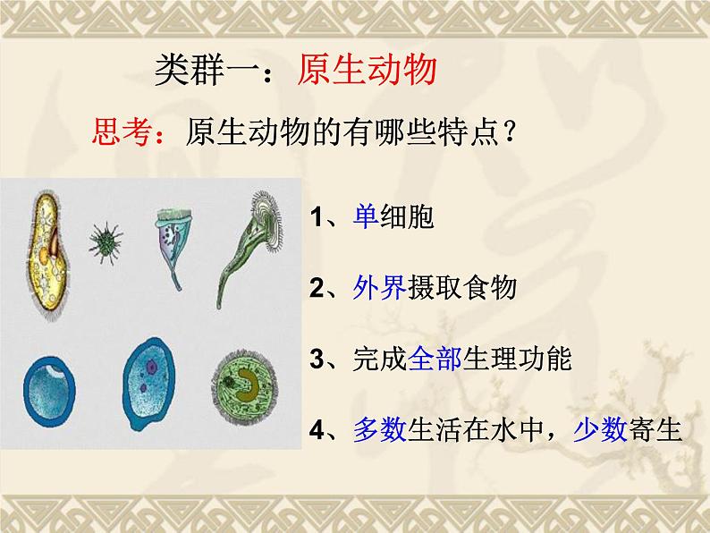 北师大版八下生物 22.2原生生物的主要类群 课件04