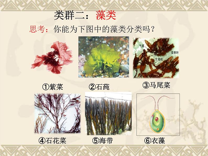 北师大版八下生物 22.2原生生物的主要类群 课件06