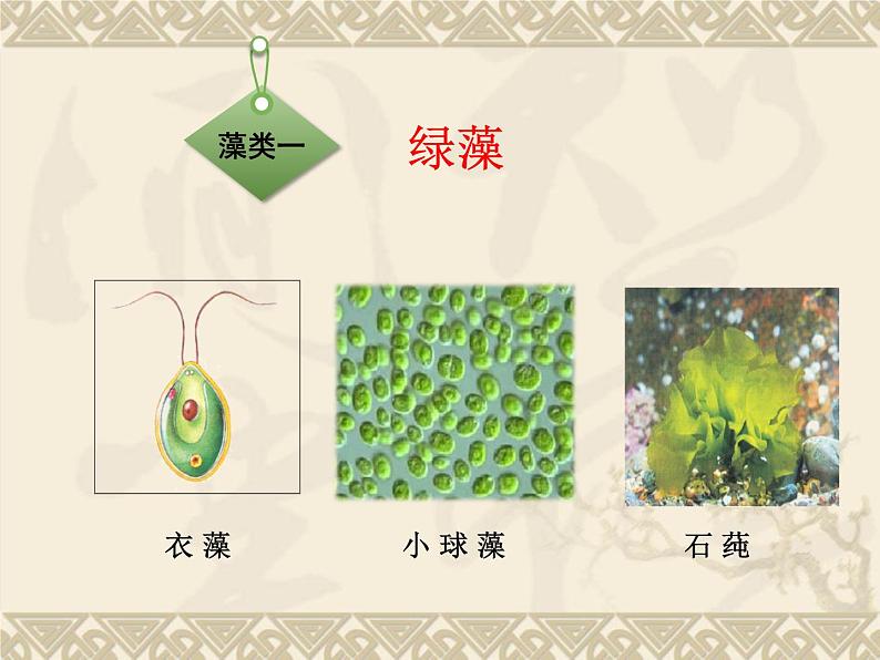 北师大版八下生物 22.2原生生物的主要类群 课件08