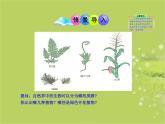北师大版八下生物 22.3植物的主要类群 课件