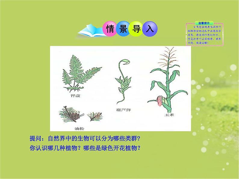 北师大版八下生物 22.3植物的主要类群 课件第4页