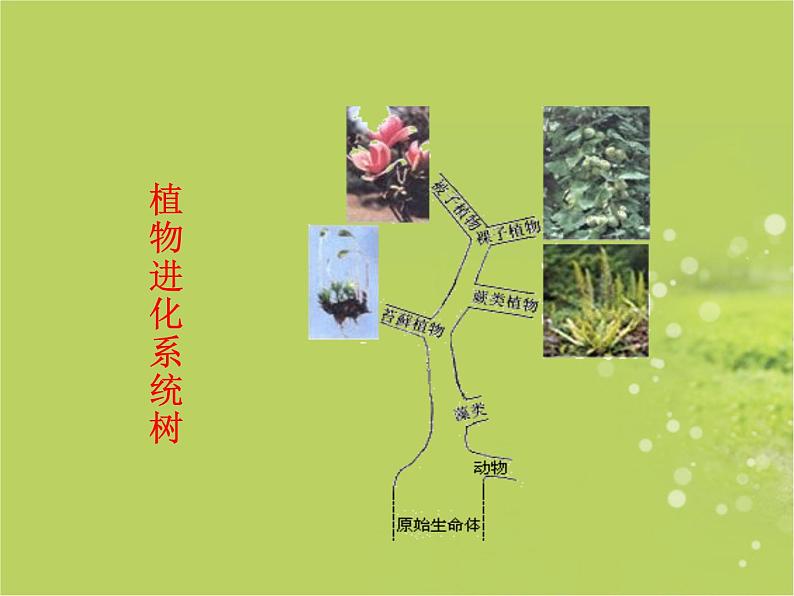 北师大版八下生物 22.3植物的主要类群 课件第5页