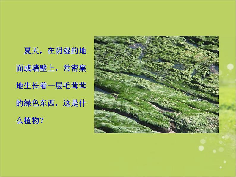 北师大版八下生物 22.3植物的主要类群 课件第6页