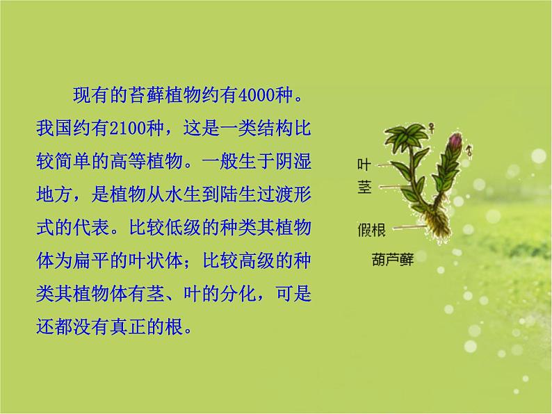 北师大版八下生物 22.3植物的主要类群 课件第8页