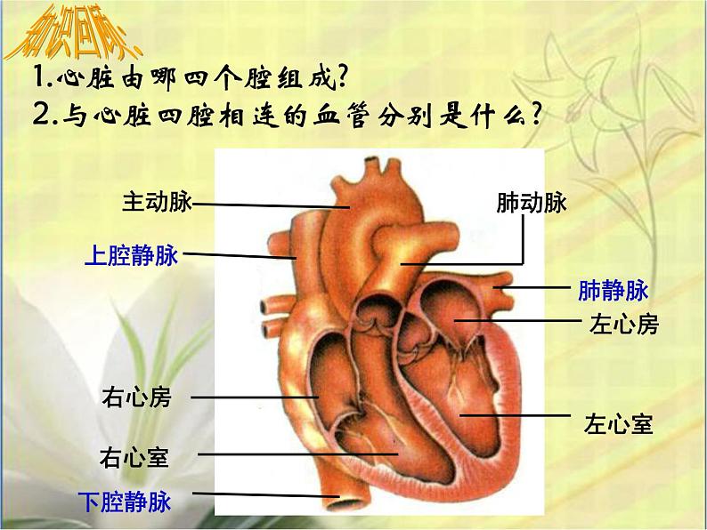 冀教版七下生物 2.3物质运输的路线 课件01