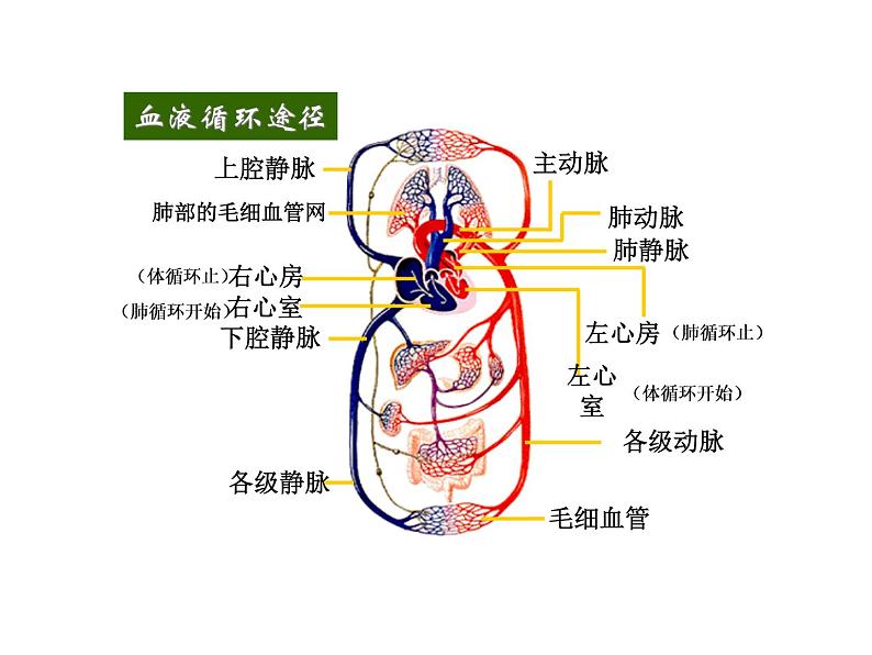 冀教版七下生物 2.3物质运输的路线 课件06