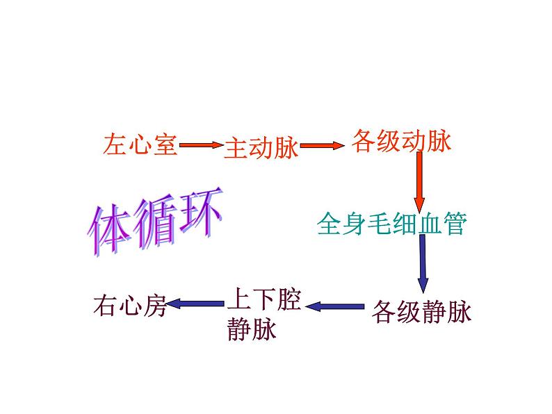 冀教版七下生物 2.3物质运输的路线 课件07