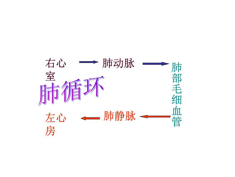 冀教版七下生物 2.3物质运输的路线 课件08