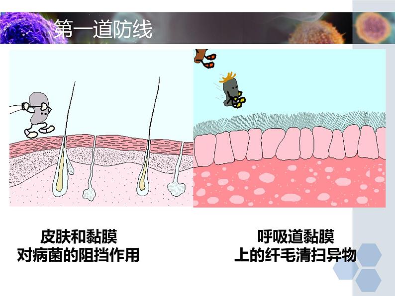 冀教版七下生物 6.1免疫 课件第6页