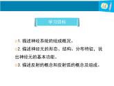 12-1神经系统与神经调节第1课时课件2021--2022学年北师大版七年级生物下册